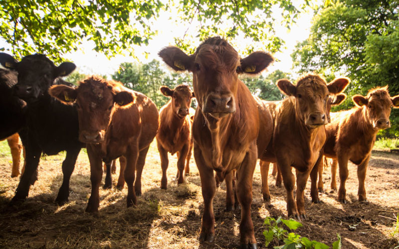 Red beef cattle under a tree, which are insurable with livestock insurance from American AgCredit