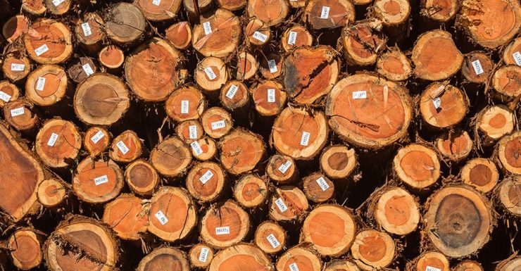 Pile of redwood logs
