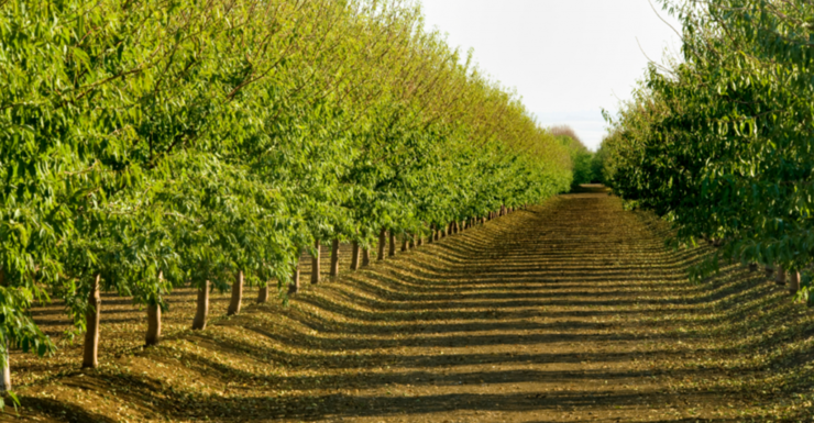 Rows of bright green trees in an orchard