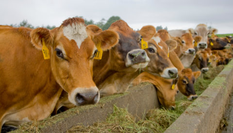 Row of cattle eating grass