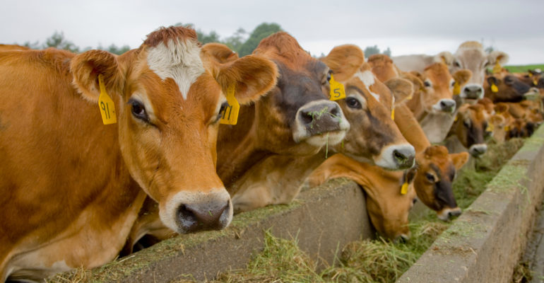 Row of cattle eating grass