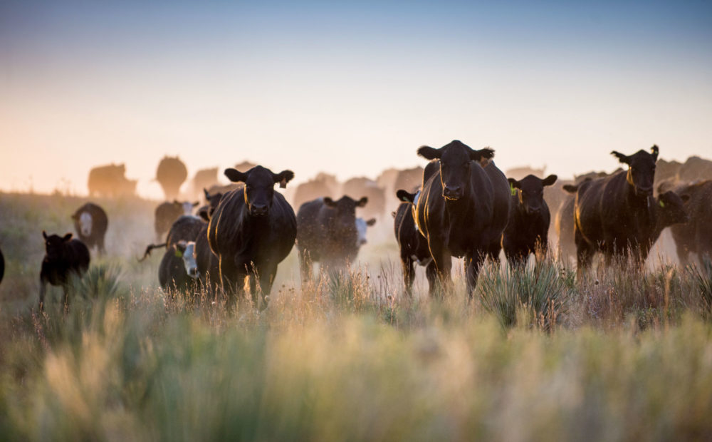 Field of cattle approaching