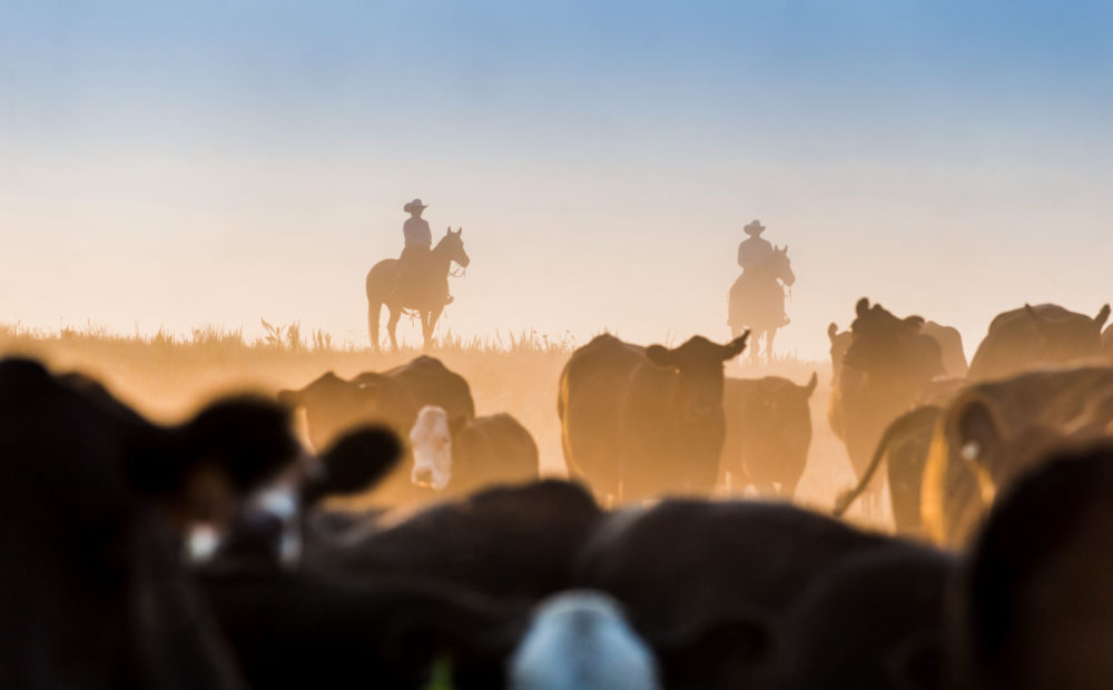 Silhouette of ranchers driving cattle