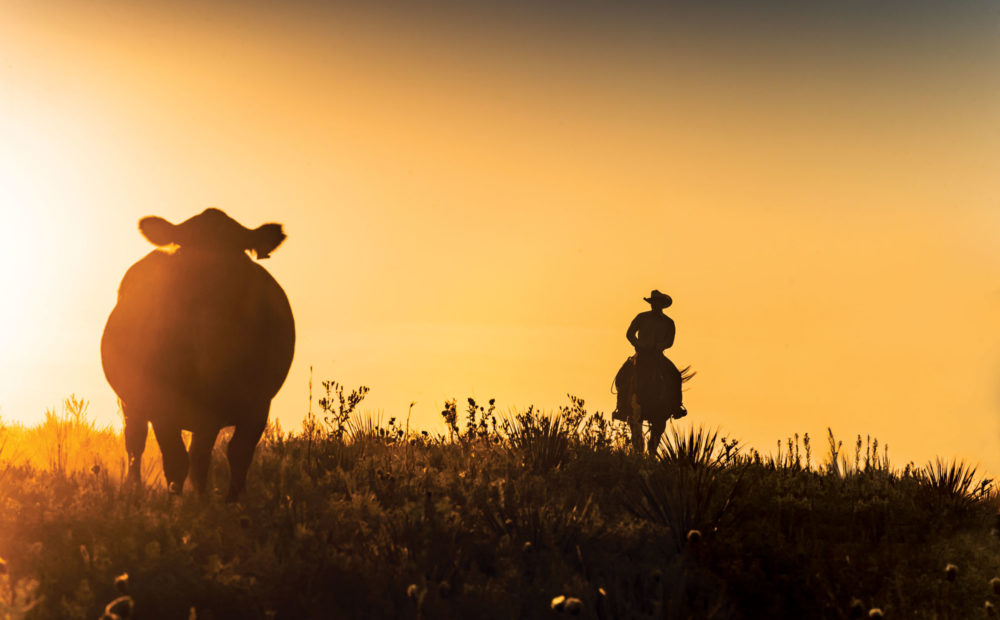 Cow and rancher on horseback in field