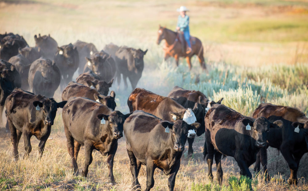 Ranch hands driving cattle across field