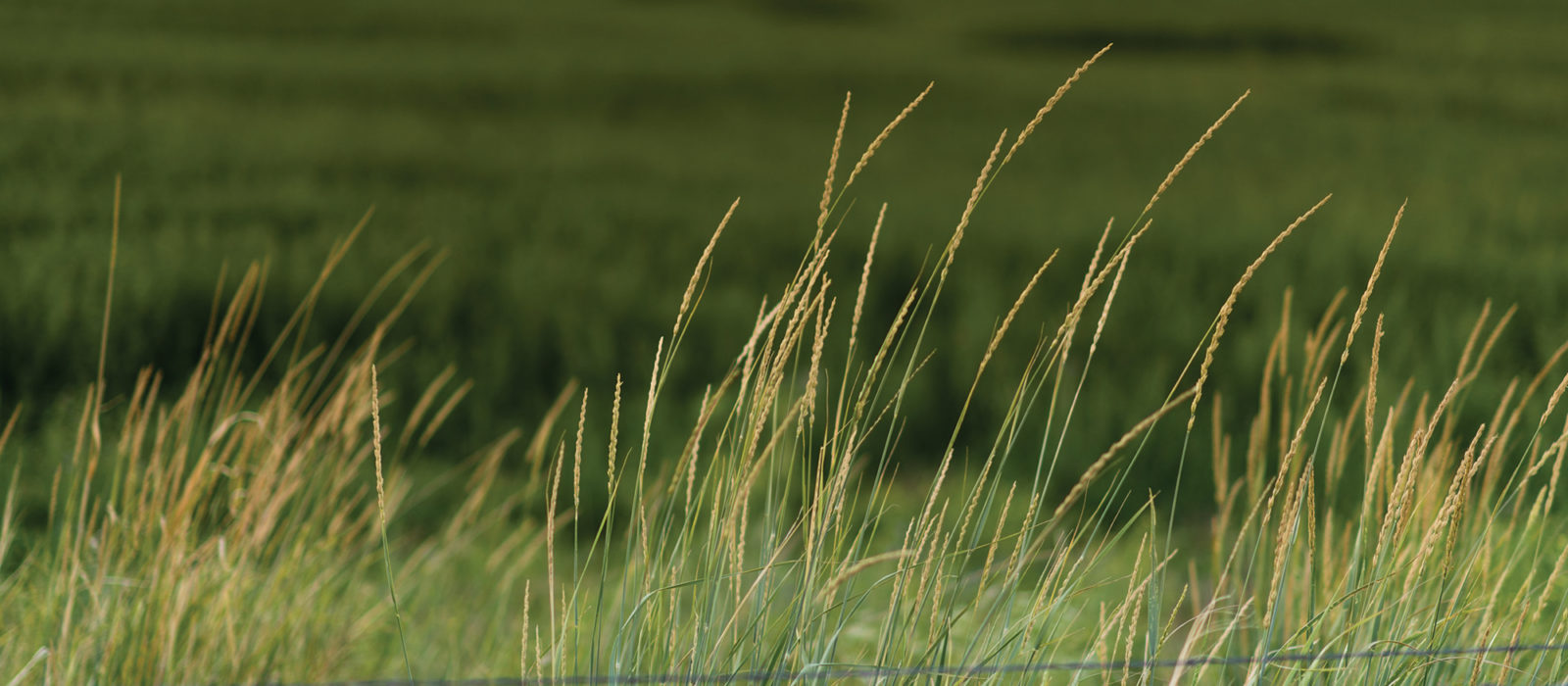 Tall grass on a field