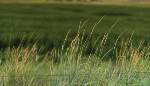 Tall grass on a field