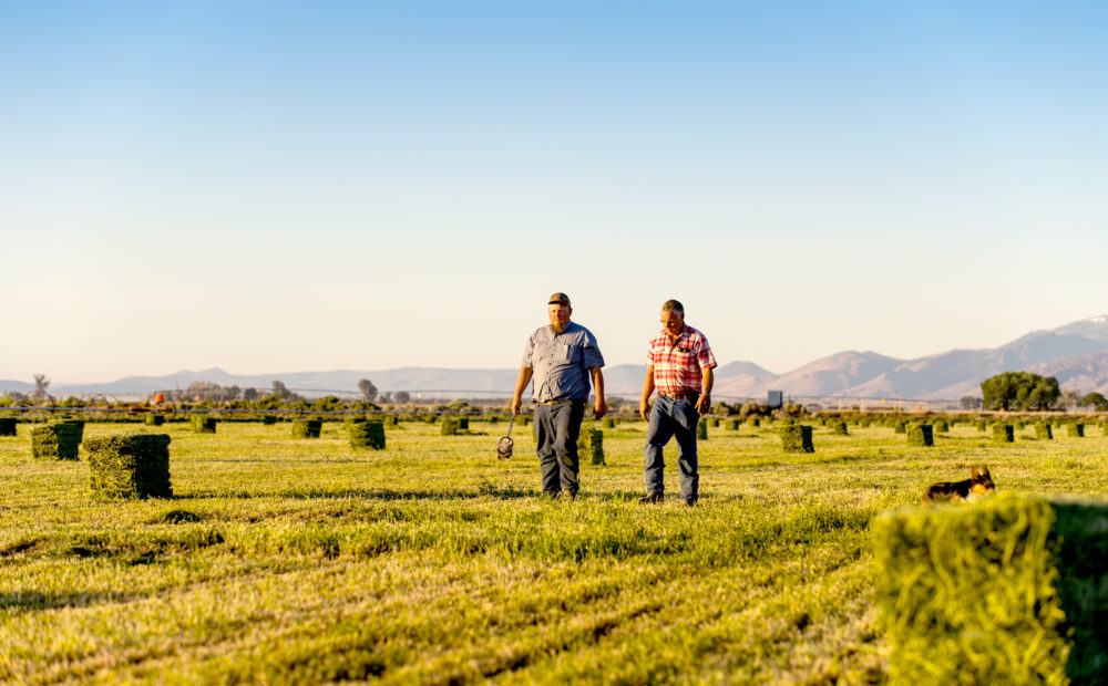 Jon Arreche and his father walking in a field of freshly mowed hay