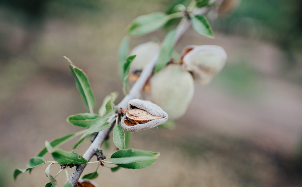 Close up of almond tree branch