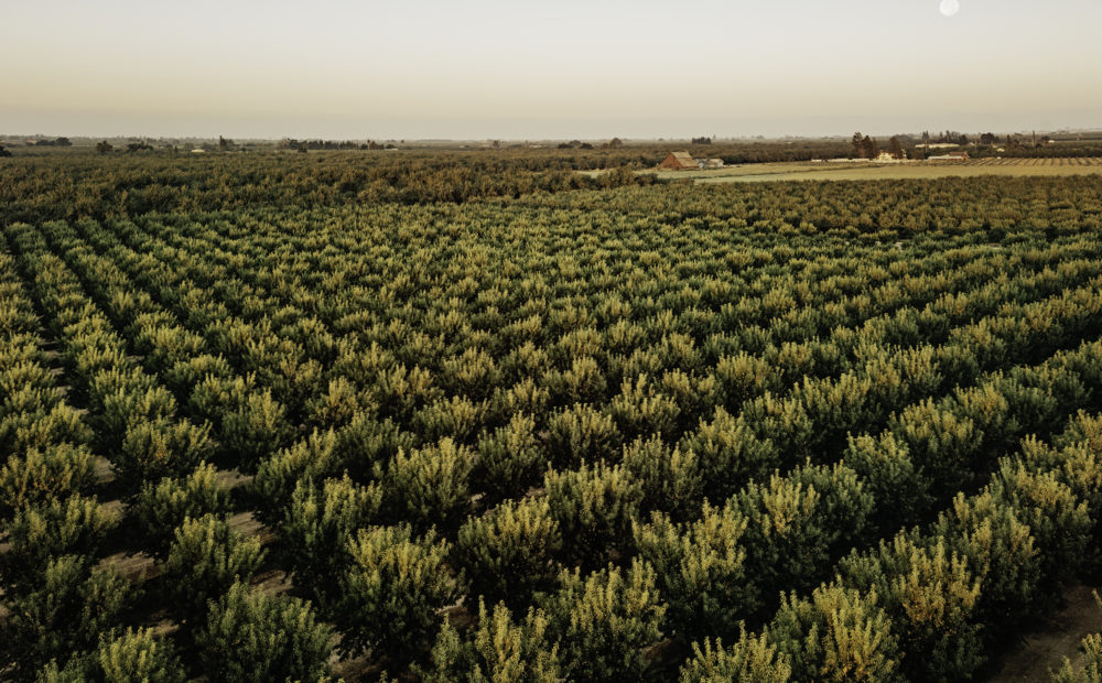 Rows of almond trees