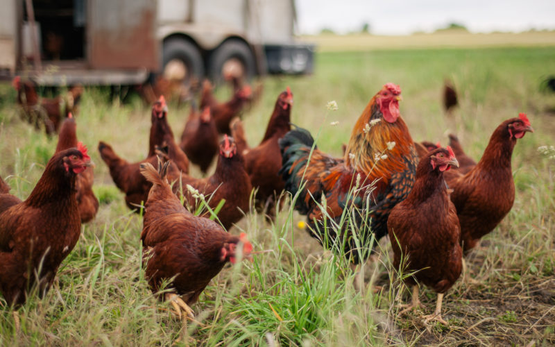 Farm operating loans can be used to purchase feed for this group of hens and a rooster in a field of grass