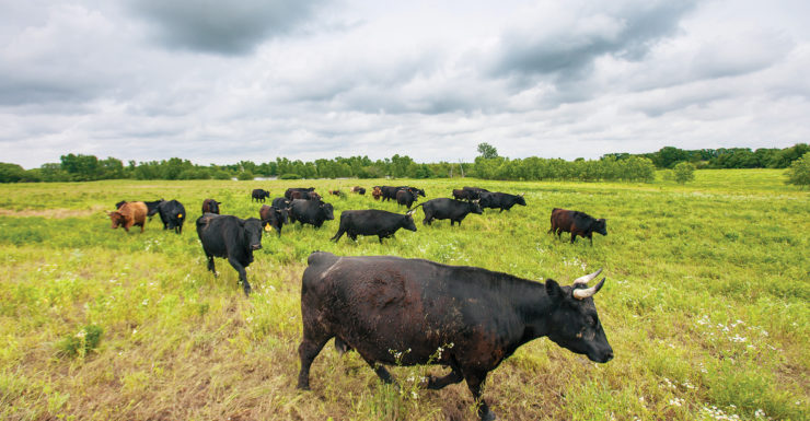 Cattle walking in a partly cloudy field