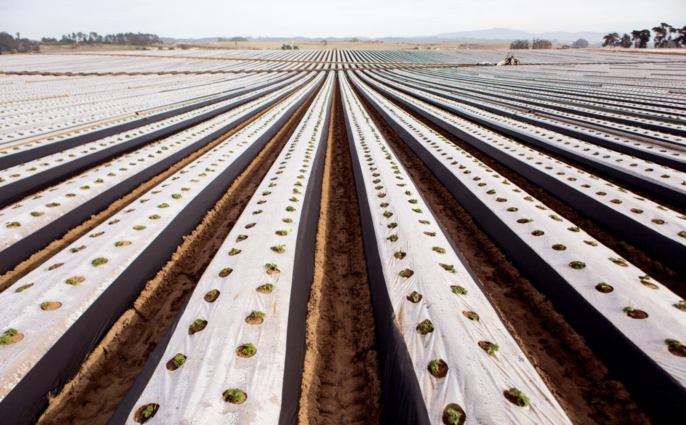 Rows of covered berry plants