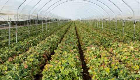 Rows of berry plants in a large enclosure