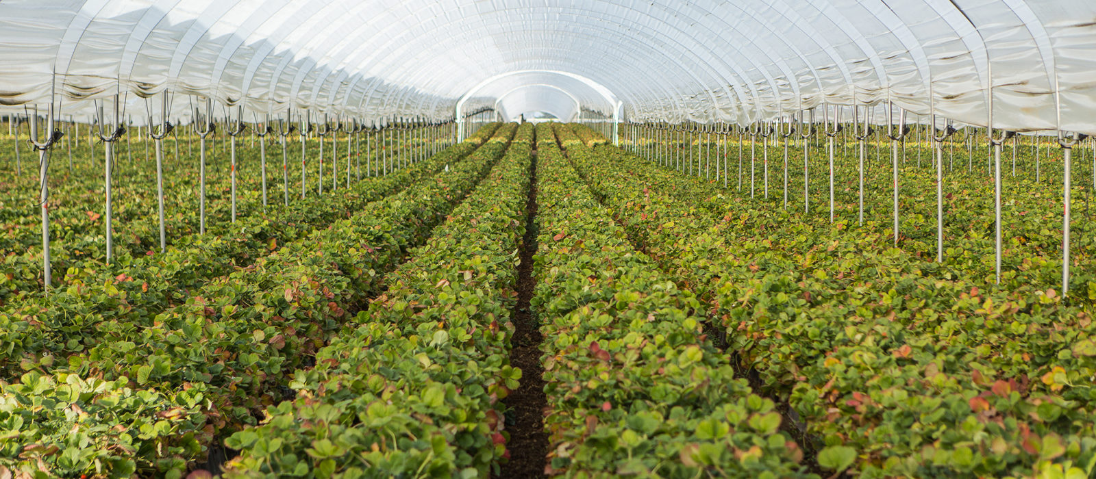 Rows of berry plants in a large enclosure