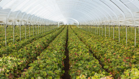 Rows of berry plants in a large enclosure