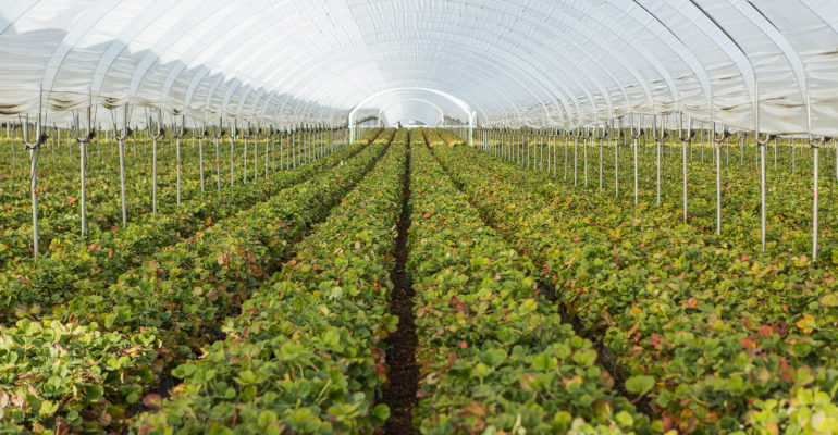 Rows of berry plants in a large enclosure