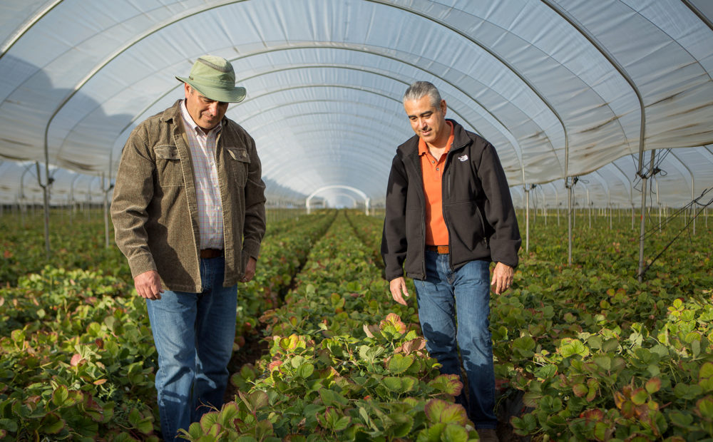 Two farmers admiring rows of berry plants in a large enclosure