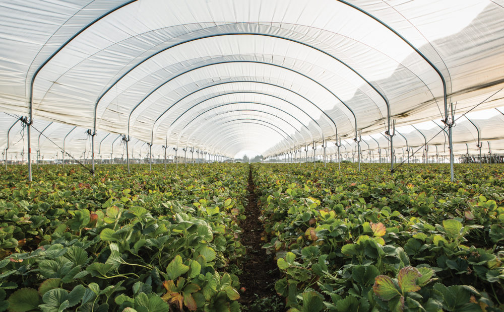 Rows of berry plants in a large enclosure