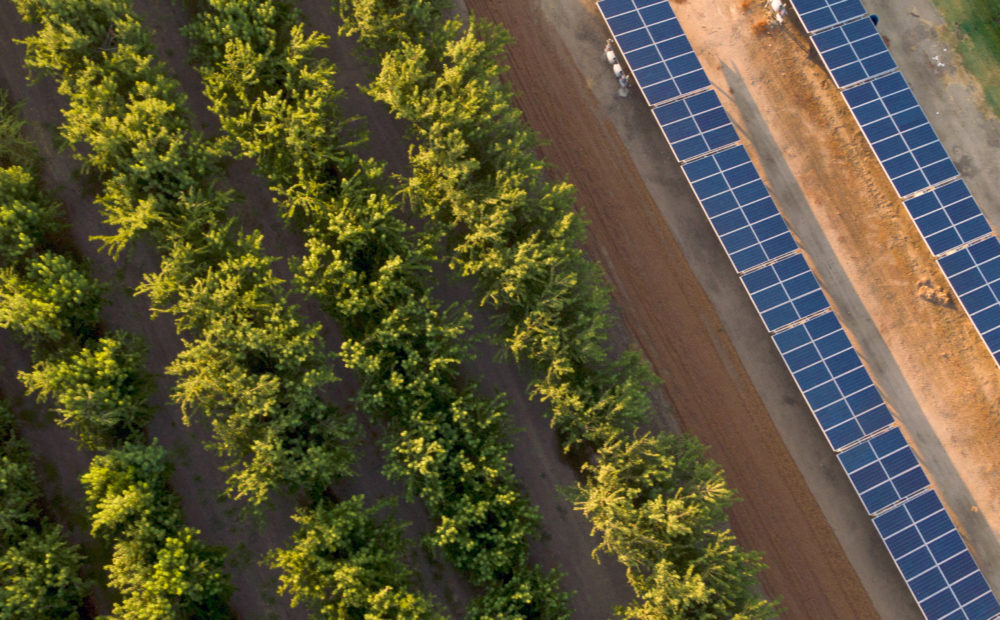 Solar panels next to almond orchard