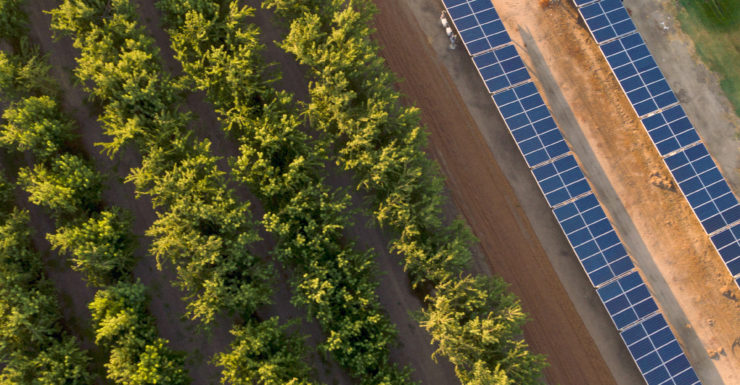 Solar panels next to almond orchard