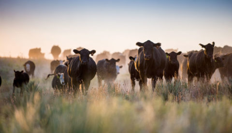 Atmospheric shot of cattle in pasture at dusk