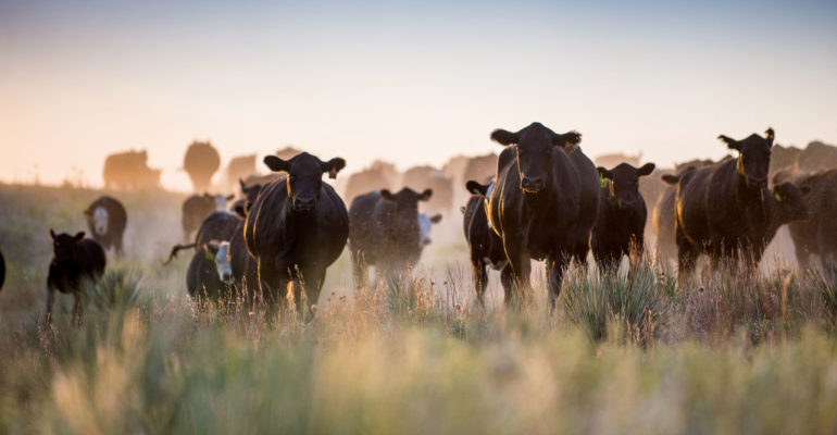 Atmospheric shot of cattle in pasture at dusk