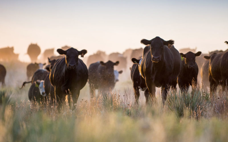 Atmospheric shot of cattle in pasture at dusk
