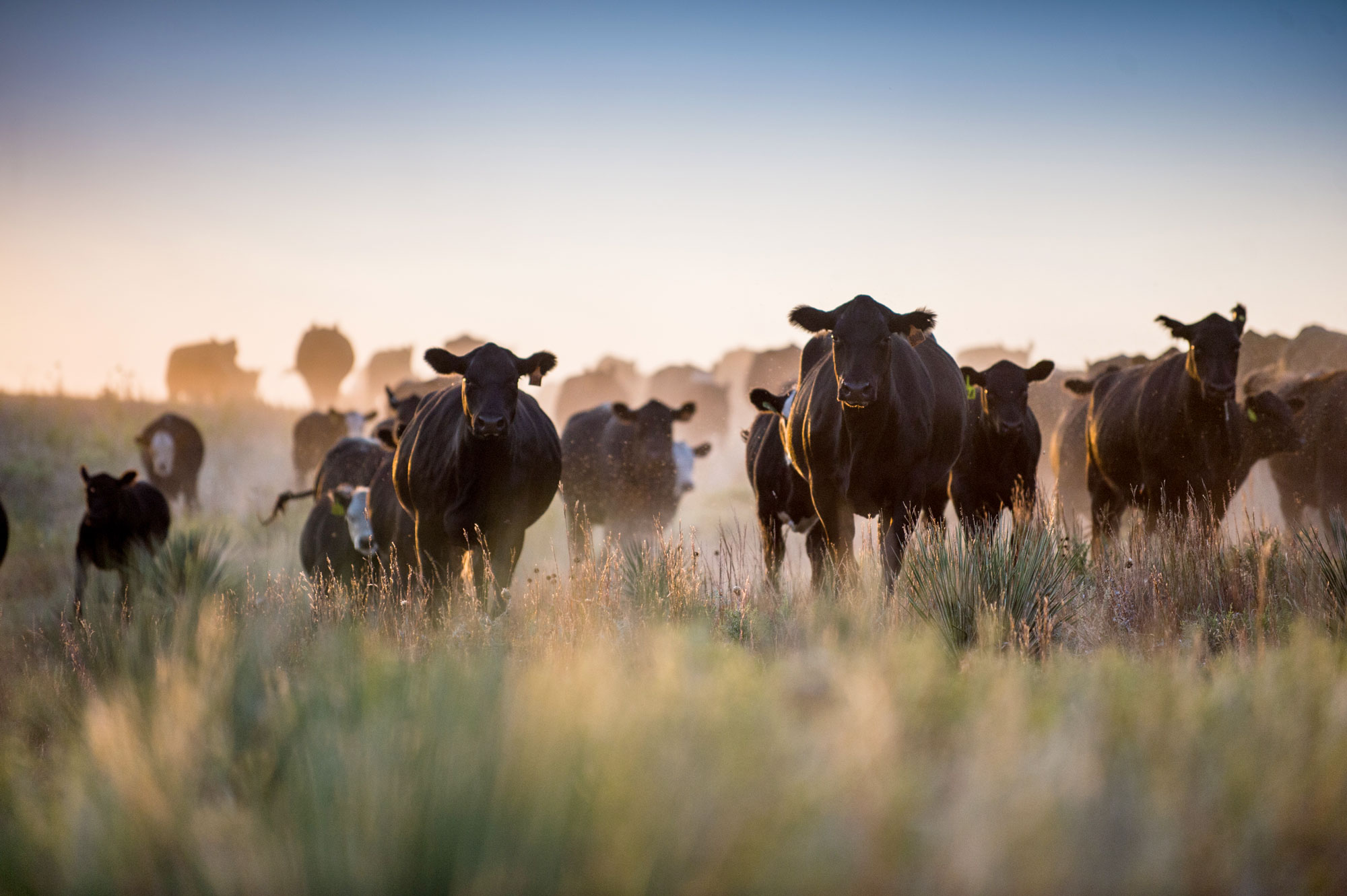 Significance of the cattle in agriculture. Корова. Cattle 2. Корова. Holland cow.