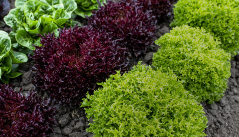 Close up of rows of different colors of lettuce