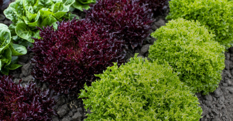 Close up of rows of different colors of lettuce