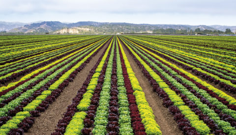 Landscape shot of row crops