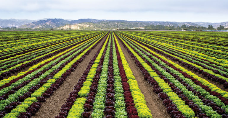 Landscape shot of row crops