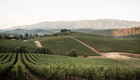 Landscape shot of vineyards in golden light