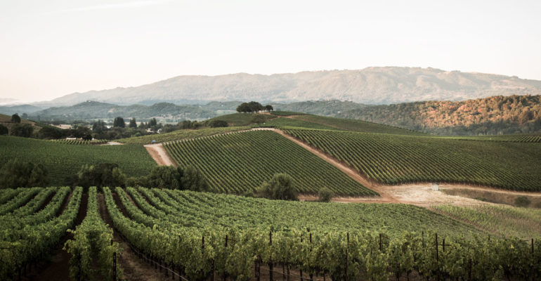 Landscape shot of vineyards in golden light