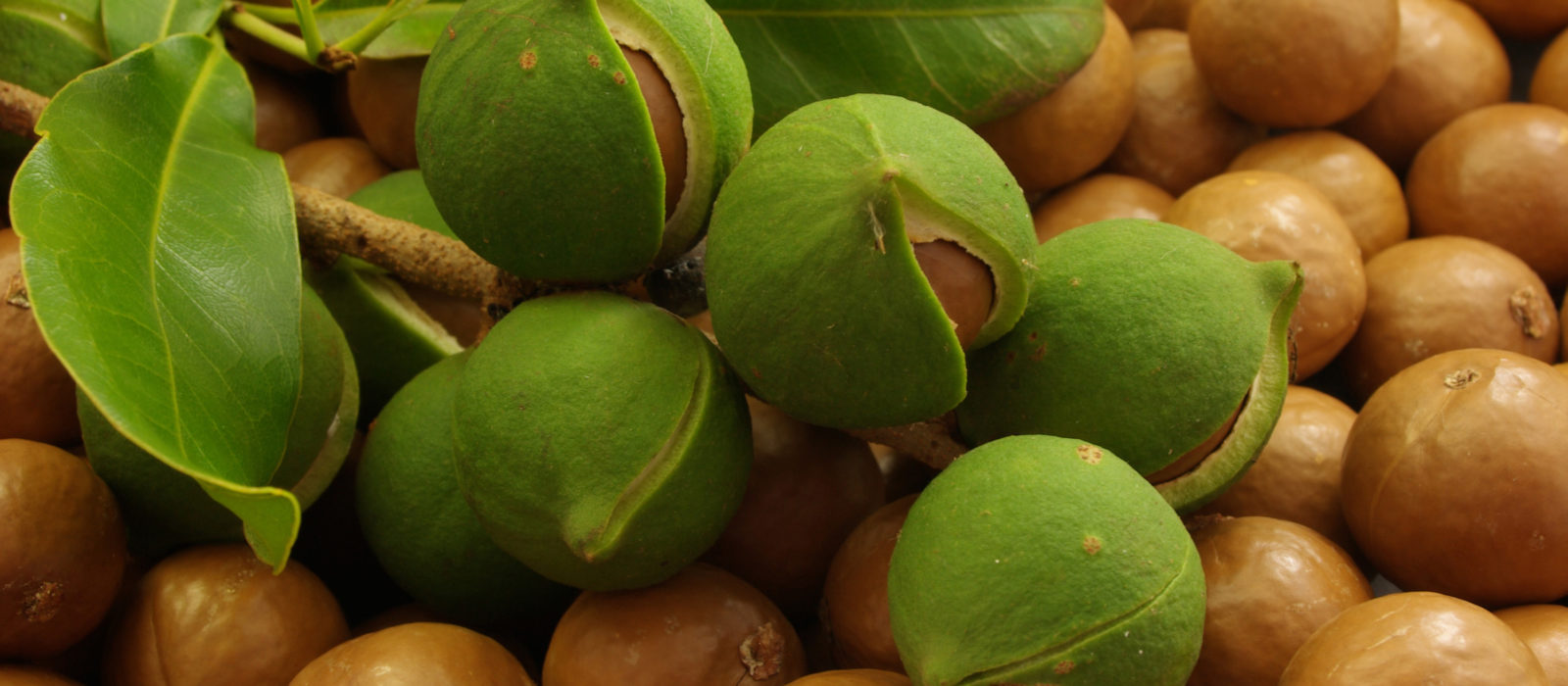 Close up of Macadamia nuts on the branch