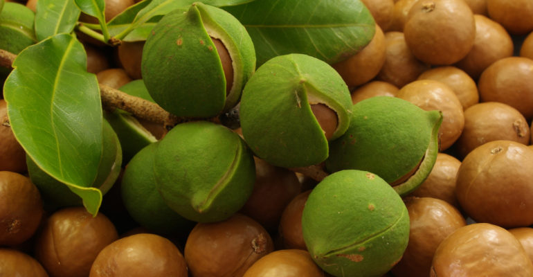Close up of Macadamia nuts on the branch
