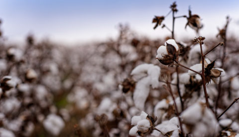 Cotton growing in field