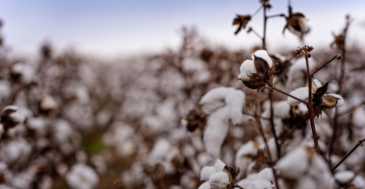 Cotton growing in field
