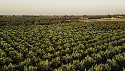 Almond Orchard