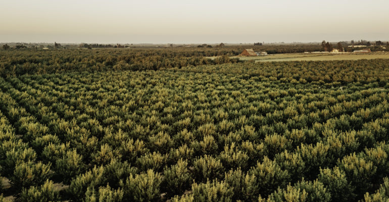 Almond Orchard