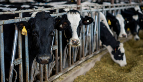 Cattle eating feed in a row