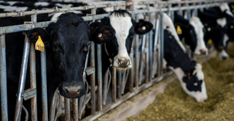 Cattle eating feed in a row