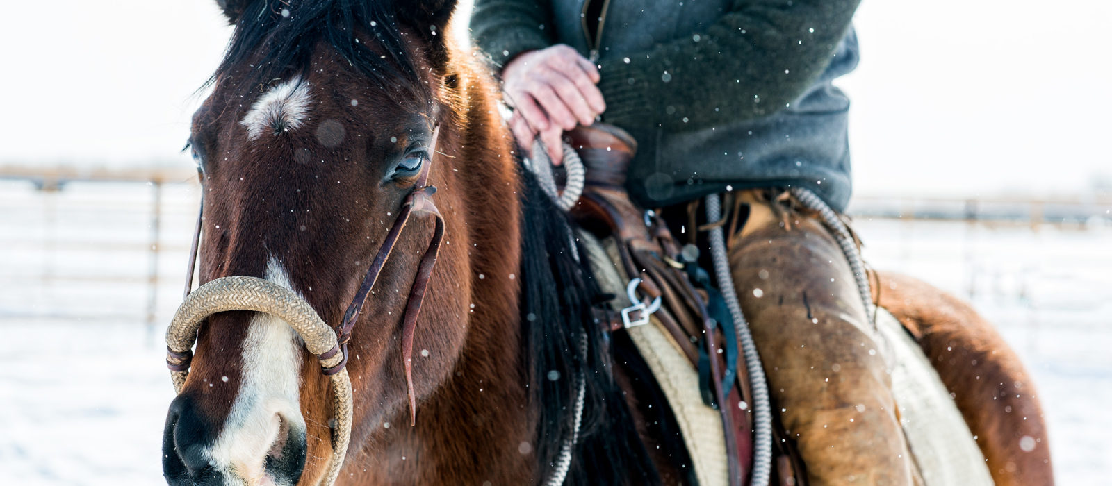 horse in snow with rider