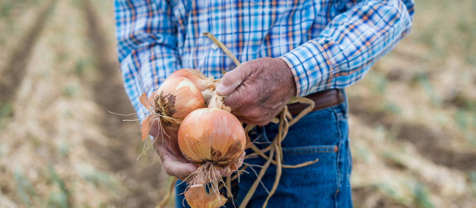 detail of farmer holding onions in field