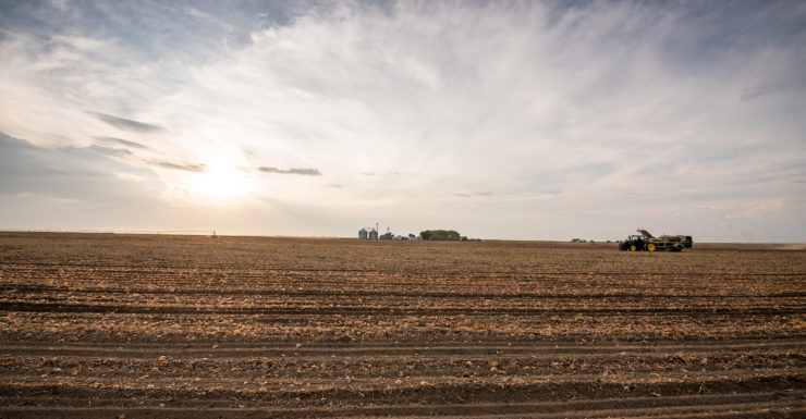 Onion field