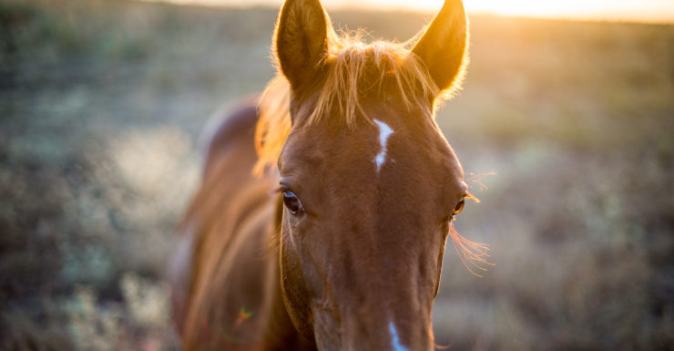 closeup of a brown horse