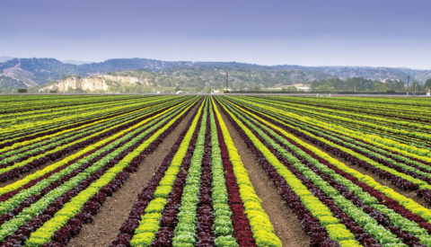 multi-color lettuce row crops