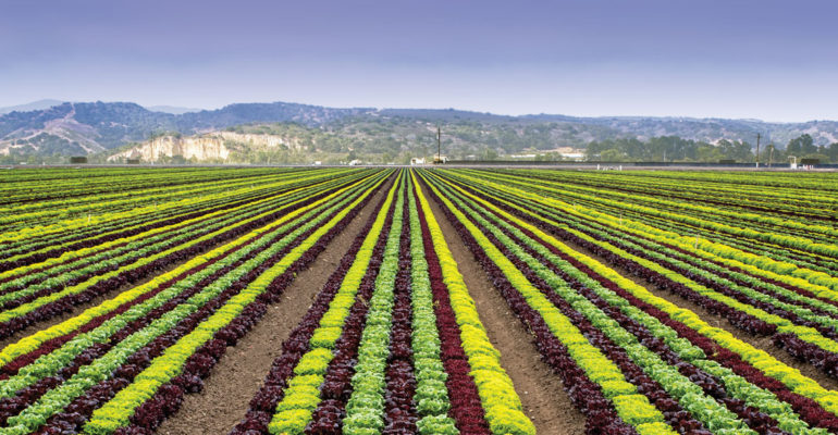 multi-color lettuce row crops