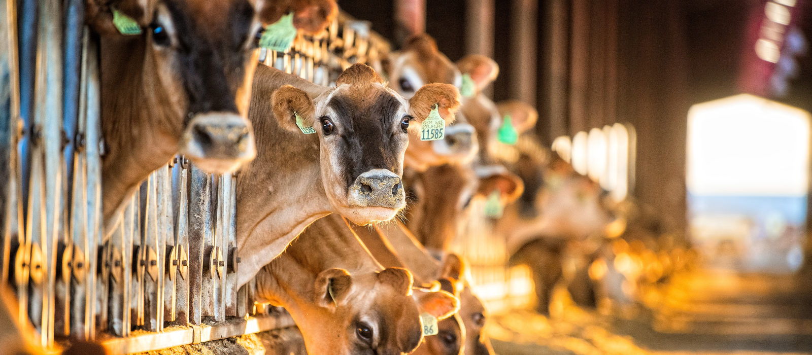 Dairy cows in barn eating